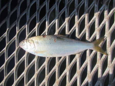 オリジナルメーカー海づり公園(市原市海づり施設) 釣果