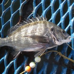 オリジナルメーカー海づり公園(市原市海づり施設) 釣果