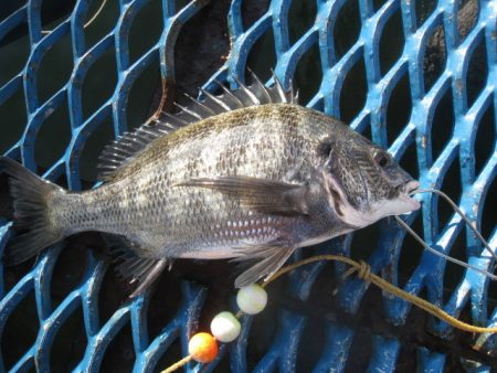 オリジナルメーカー海づり公園(市原市海づり…