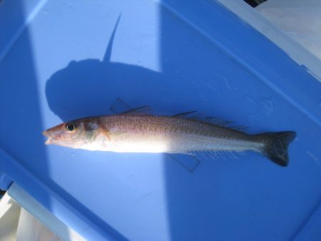 オリジナルメーカー海づり公園(市原市海づり施設) 釣果