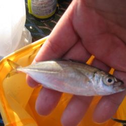 オリジナルメーカー海づり公園(市原市海づり施設) 釣果