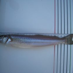 オリジナルメーカー海づり公園(市原市海づり施設) 釣果