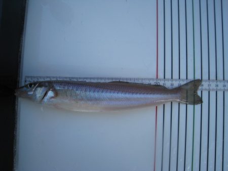 オリジナルメーカー海づり公園(市原市海づり施設) 釣果