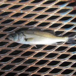 オリジナルメーカー海づり公園(市原市海づり施設) 釣果