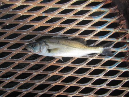 オリジナルメーカー海づり公園(市原市海づり施設) 釣果