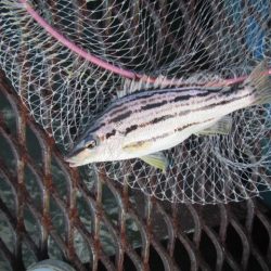 オリジナルメーカー海づり公園(市原市海づり施設) 釣果