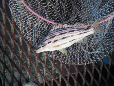 オリジナルメーカー海づり公園(市原市海づり施設) 釣果