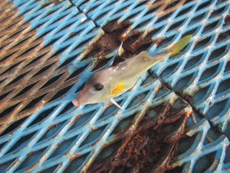 オリジナルメーカー海づり公園(市原市海づり施設) 釣果