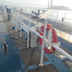 オリジナルメーカー海づり公園(市原市海づり施設) 釣果