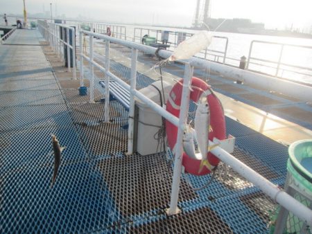 オリジナルメーカー海づり公園(市原市海づり施設) 釣果