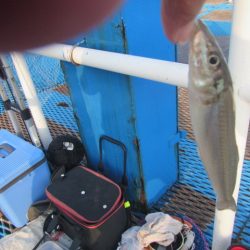 オリジナルメーカー海づり公園(市原市海づり施設) 釣果