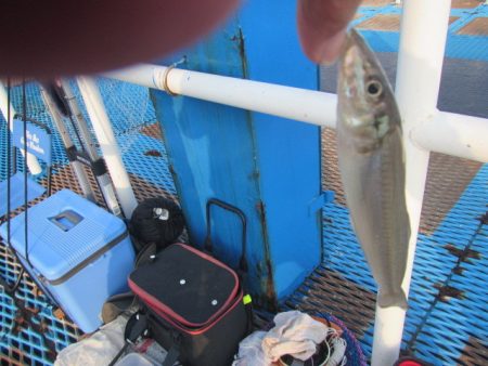 オリジナルメーカー海づり公園(市原市海づり施設) 釣果