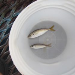 オリジナルメーカー海づり公園(市原市海づり施設) 釣果