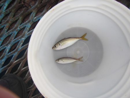 オリジナルメーカー海づり公園(市原市海づり施設) 釣果