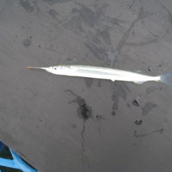 オリジナルメーカー海づり公園(市原市海づり施設) 釣果