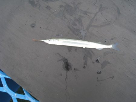 オリジナルメーカー海づり公園(市原市海づり施設) 釣果