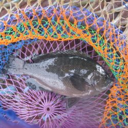 オリジナルメーカー海づり公園(市原市海づり施設) 釣果