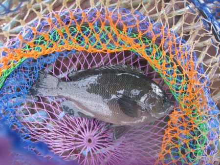 オリジナルメーカー海づり公園(市原市海づり施設) 釣果