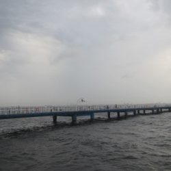 オリジナルメーカー海づり公園(市原市海づり施設) 釣果