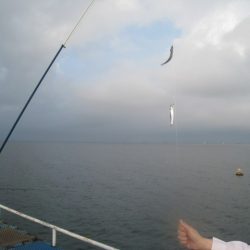 オリジナルメーカー海づり公園(市原市海づり施設) 釣果