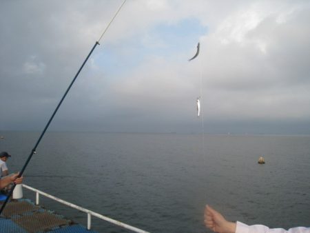 オリジナルメーカー海づり公園(市原市海づり施設) 釣果