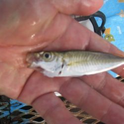 オリジナルメーカー海づり公園(市原市海づり施設) 釣果