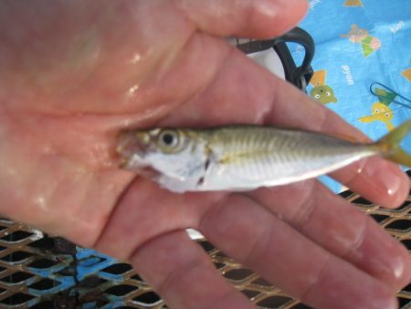 オリジナルメーカー海づり公園(市原市海づり施設) 釣果