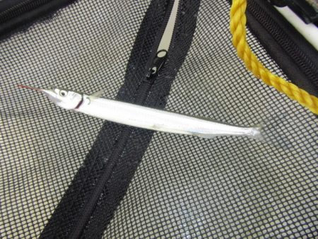 オリジナルメーカー海づり公園(市原市海づり施設) 釣果