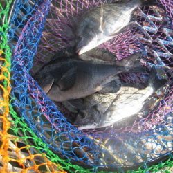 オリジナルメーカー海づり公園(市原市海づり施設) 釣果