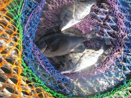 オリジナルメーカー海づり公園(市原市海づり施設) 釣果