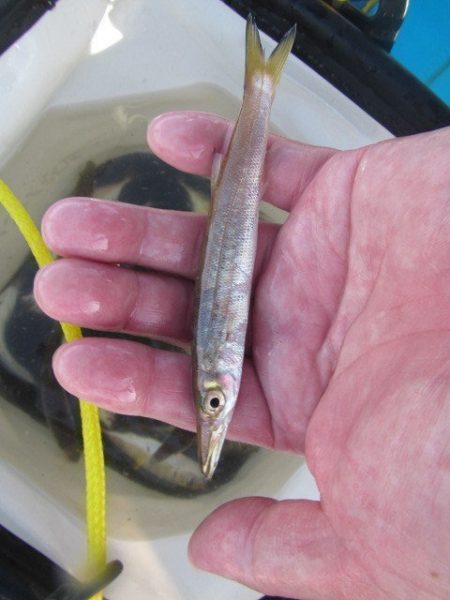 オリジナルメーカー海づり公園(市原市海づり…