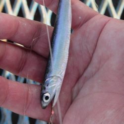 オリジナルメーカー海づり公園(市原市海づり施設) 釣果