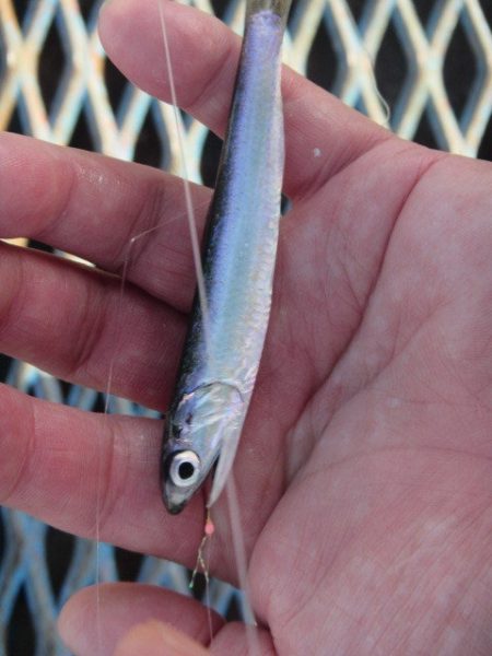 オリジナルメーカー海づり公園(市原市海づり施設) 釣果