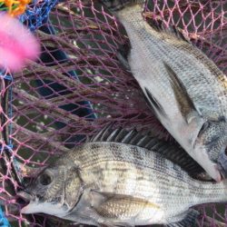 オリジナルメーカー海づり公園(市原市海づり施設) 釣果