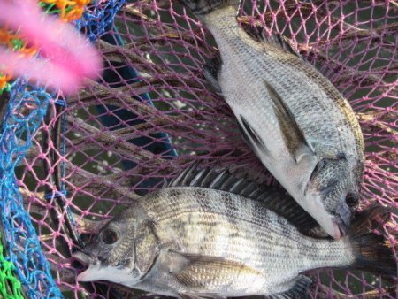 オリジナルメーカー海づり公園(市原市海づり施設) 釣果