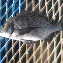 オリジナルメーカー海づり公園(市原市海づり施設) 釣果