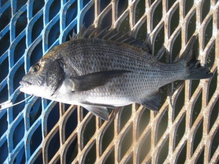 オリジナルメーカー海づり公園(市原市海づり施設) 釣果