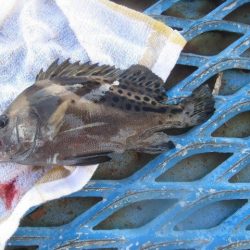 オリジナルメーカー海づり公園(市原市海づり施設) 釣果