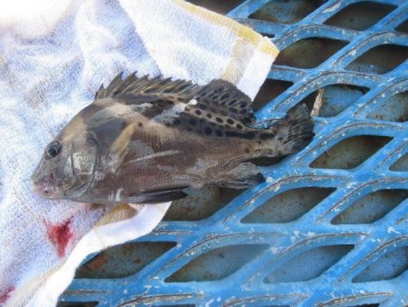 オリジナルメーカー海づり公園(市原市海づり施設) 釣果