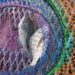 オリジナルメーカー海づり公園(市原市海づり施設) 釣果