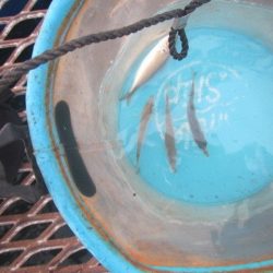 オリジナルメーカー海づり公園(市原市海づり施設) 釣果