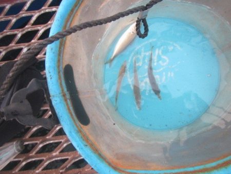 オリジナルメーカー海づり公園(市原市海づり施設) 釣果