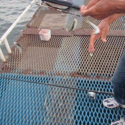 オリジナルメーカー海づり公園(市原市海づり施設) 釣果