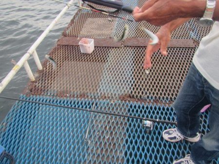 オリジナルメーカー海づり公園(市原市海づり施設) 釣果