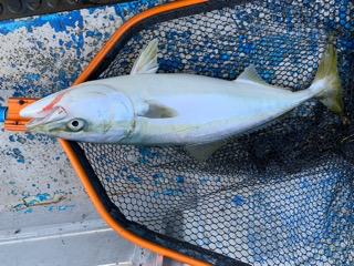 幸吉丸 釣果