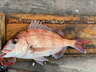 幸吉丸 釣果