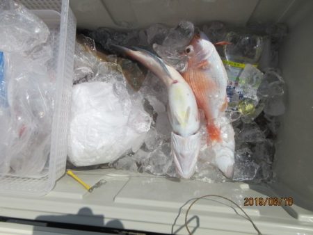 大進丸（新潟） 釣果