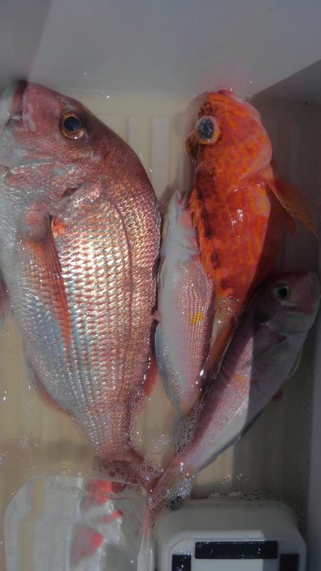 遊漁船 新鋭丸 釣果