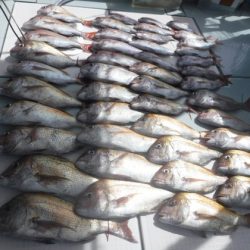 遊漁船 幸友丸 釣果