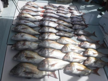 遊漁船 幸友丸 釣果